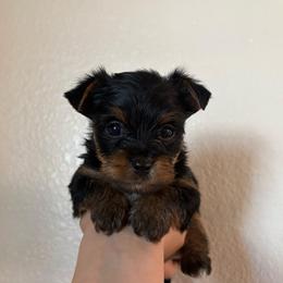 Autumn (Grey collar) - Black and tan female Yorkshire Terrier puppy in Riverbank, California from Yorkie_Wonderland and Stud Services