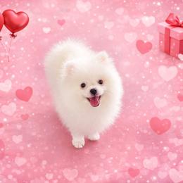 Ollie Merle Male AKC - White male Pomeranian puppy in Las Vegas, Nevada from POM SOCIETY
