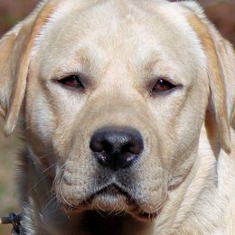Labrador Retrievers from van Dalen Labradors