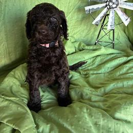 5. PRIMROSE - LT.PINK COLLAR GIRL - Chocolate female Goldendoodle puppy in Charlo, Montana from Heavenly Hilltop Farm