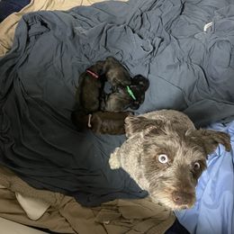 Hanalei - Miniature Schnauzer