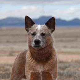 Australian Cattle Dog All Grown Up from JDI Enterprises
