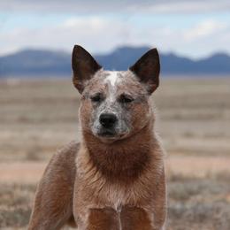 Australian Cattle Dog All Grown Up from JDI Enterprises
