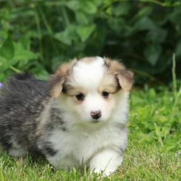 Girl 1 - Black and tan female Pembroke Welsh Corgi puppy in Williams, California from Bear Creek Corgis
