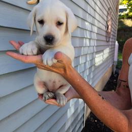 April - Yellow female Labrador Retriever puppy in Middleburg, Pennsylvania from Countrylanes labs