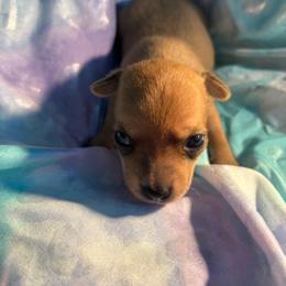 Fancy - Red female Chihuahua puppy in Scranton, South Carolina from The Magnolia Pawlor, LLC