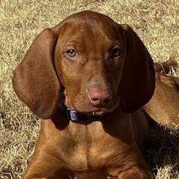 Vizslas from Legacy Vizslas - Zionsville, Indiana