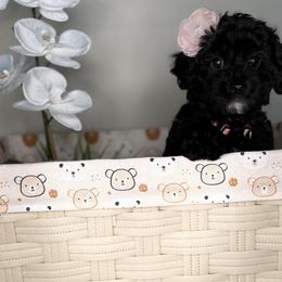 Raven - Black female Cavapoo puppy in North Chesterfield, Virginia from Lovies Poodles and Doodles