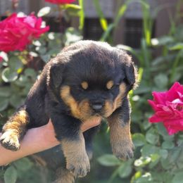 Sunshine - Black and mahogany female Rottweiler puppy in Cottage Grove, Oregon from Divine Rottweilers