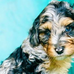 Miso - Blue merle Aussiedoodle puppy in Watertown, Wisconsin from Little Bear Paws Aussiedoodles