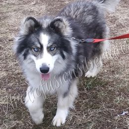 Siberian Huskies from Arctic Fusion Kennels