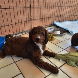 America - Tri-color female Bernedoodle puppy in Daytona Beach, Florida from Beach Doodles