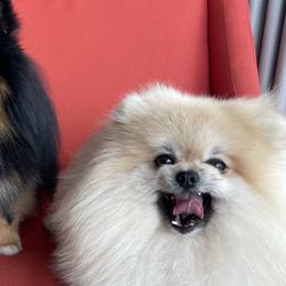 Pomeranians from Robin Mejias