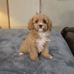 Aaron - Red male Cavapoo puppy in Copan, Oklahoma from Tatums cavapoos