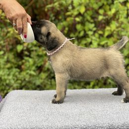 Light pink Girl 2 - Fawn female Mastiff puppy in Fore Store, Virginia from Coopers Mastiffs & Duck Tollers