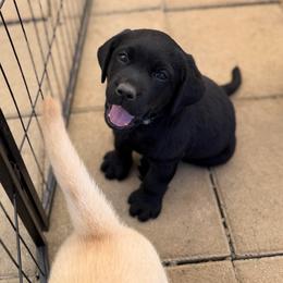 Blue Collar - Black male Labrador Retriever puppy in Somerset, California from Cantina Labs and Cavs