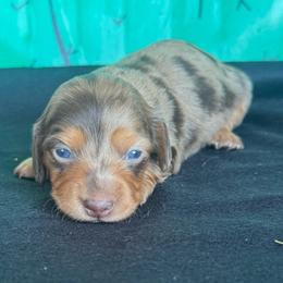 Reeces - Dapple female Dachshund puppy in Hawley, Texas from Foxy’s Dachshunds & Toy Aussies