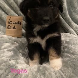 Vegas - Black tri-color female Australian Shepherd puppy in Wisconsin Dells, Wisconsin from Nicara kennel
