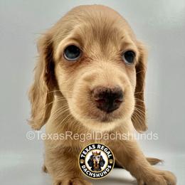 Duchess - Cream female Dachshund puppy in Houston, Texas from Texas Regal Dachshunds LLC