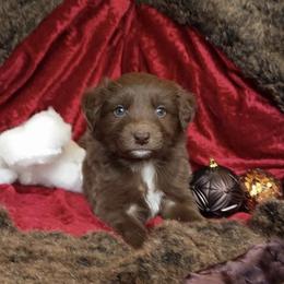 Australian Shepherd Puppies from AussieLand Shepherds