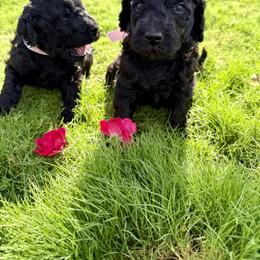 Goldendoodle Puppies from Mollie’s Doodles