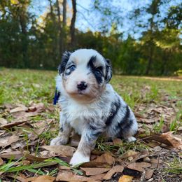 Sirius - Blue merle male Miniature Australian Shepherd puppy in Lacombe, Louisiana from Indigo River Toy & Mini Aussies