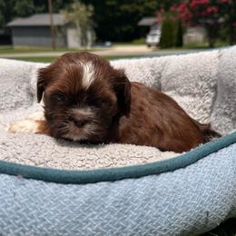 Girl 1 - Liver female Shih Tzu puppy in Tennessee from Cutshall Babies
