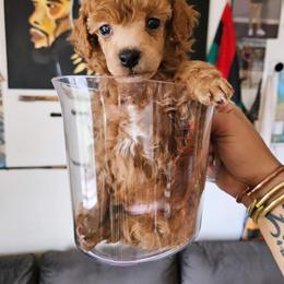 Poodle Puppies from Seattle Sankofa Kennel Club