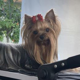 Lucy - Biewer Terrier
