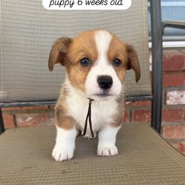 Brown collar - Sable male Pembroke Welsh Corgi puppy in Norco, California from JOY Farms