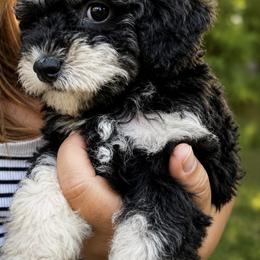 Mal-Shi, Maltese, Maltipoo, Poodle, and Shih Tzu Puppies from Joy-Fur Puppies