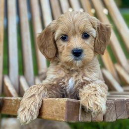 Rachel - female Golden Mountain Doodle puppy in Twin Falls, Idaho from Magic Valley Family Doodles