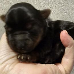 Boy 2 - Black tan and white male Biewer Terrier puppy in Dayton, Ohio from BiewerHeart Yorkies