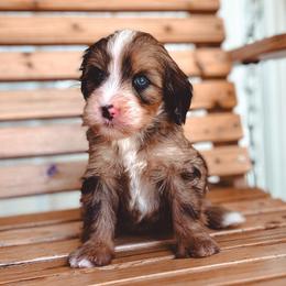 Haven - Sable male Bernedoodle puppy in Jackson, Missouri from Pincksten Family Doodles