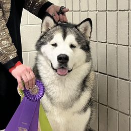 Lima Bean - Alaskan Malamute