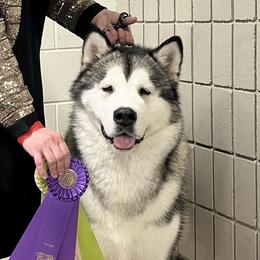 Lima Bean - Alaskan Malamute