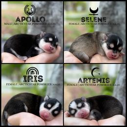 Pomsky Puppies from Arctic Star Pomskies