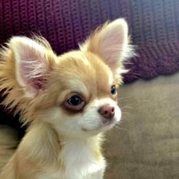 Ziva - Chihuahua