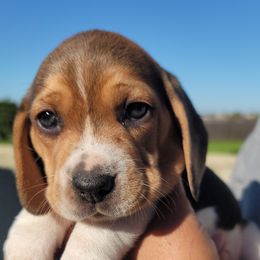 Beagle Puppies from Vega Valley Beagles