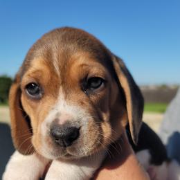 Beagle Puppies from Vega Valley Beagles