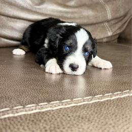 Hut-hut - Black & white male Australian Shepherd puppy in Jacksonville, Florida from Autumn's Aussies