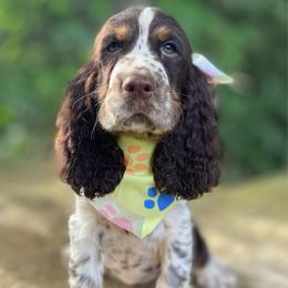 Missy - Liver white and tan female English Springer Spaniel puppy in Crawford, Tennessee from Lilly Lane Spaniels