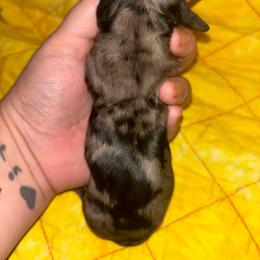 Crema - Dapple female Dachshund puppy in Crescent, Oklahoma from Doxie Dreams