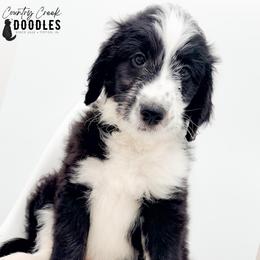 Crimson aka CC - female Australian Mountain Doodle puppy in Tipton, Indiana from Country Creek Doodles