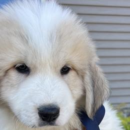 Boy 5 - Mr Navy - Great Pyrenees puppy in Idaho from Portneuf Range Pyrenees