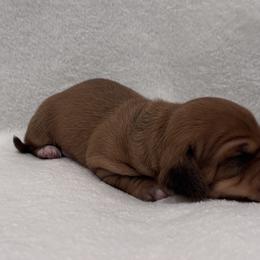 Dachshund Puppies from KJ Kennels of NJ