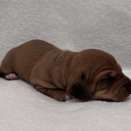Dachshund Puppies from KJ Kennels of NJ