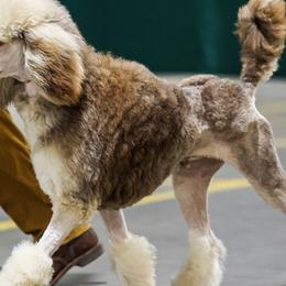 Poodles from Kurly Q Poodles