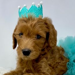 Goldendoodles and Labradoodles from Must Love Doodles