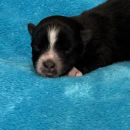 Baby Spice - Black and white female Pomsky puppy in Gunter, Texas from The Painted Pomsky